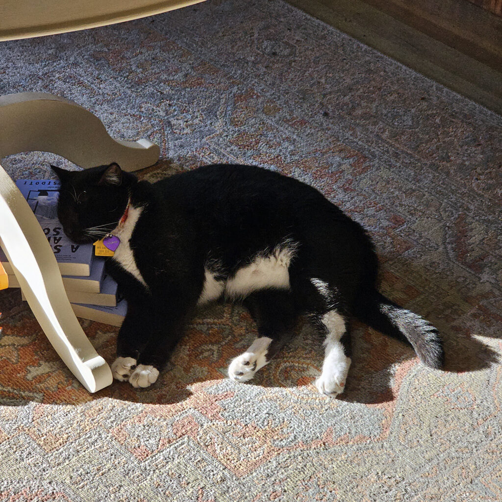 Bookmark the cat snoozing on a pile of books under a table. Bookmark is a tuxedo cat.
